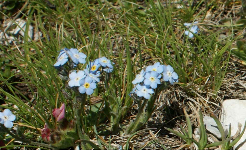 orto botanico gran sasso